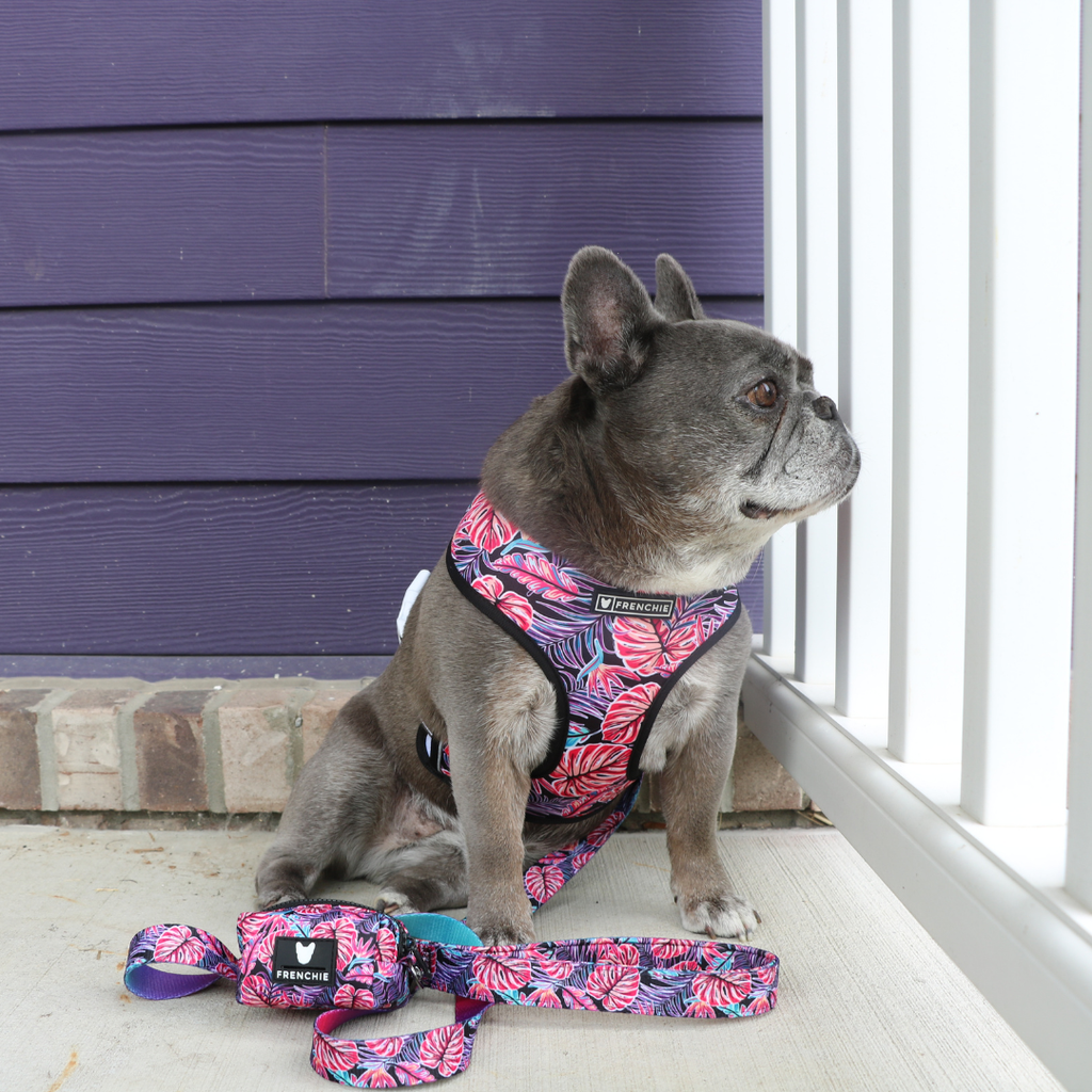 Frenchie Comfort Leash - Tropical Palms