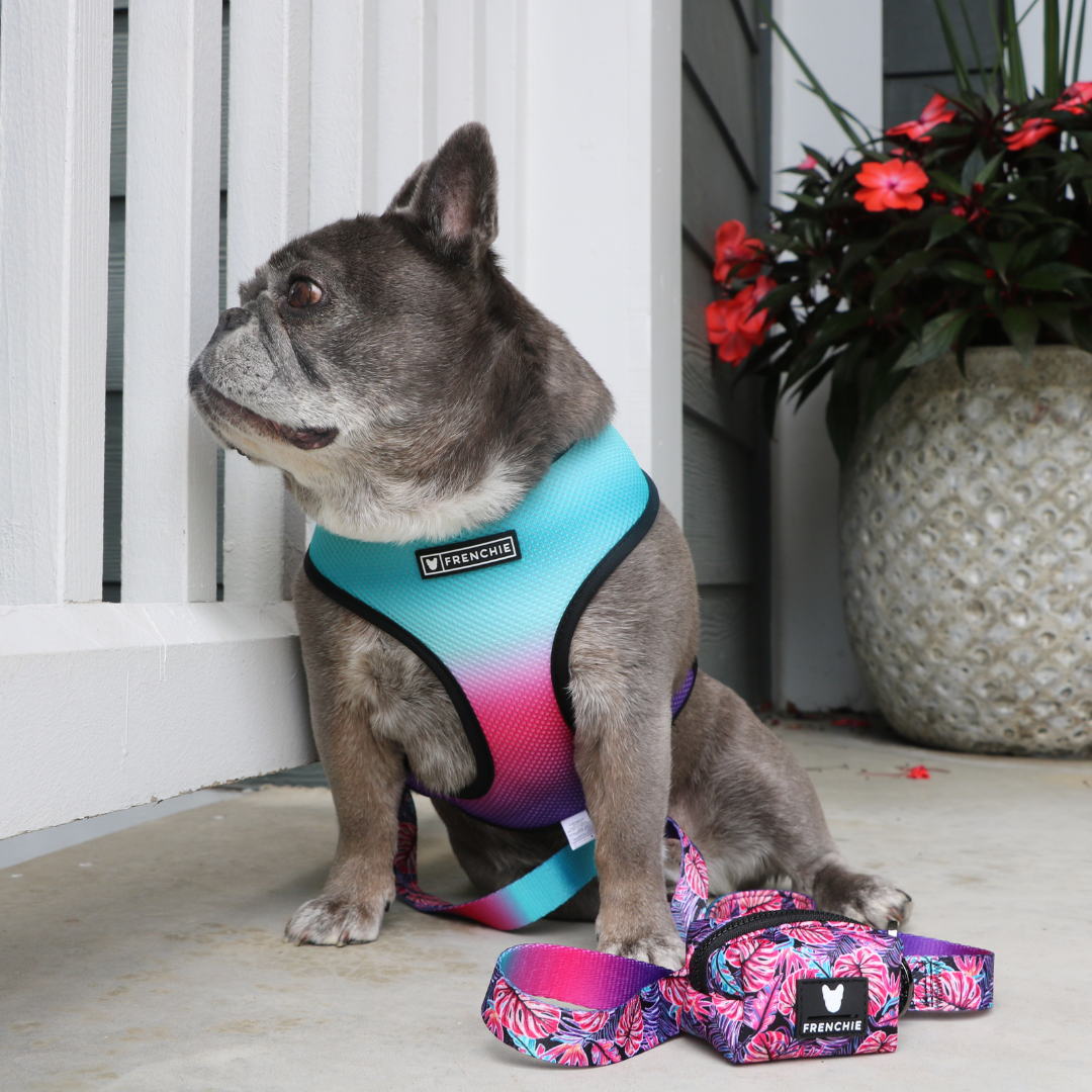 Frenchie Comfort Leash - Tropical Palms